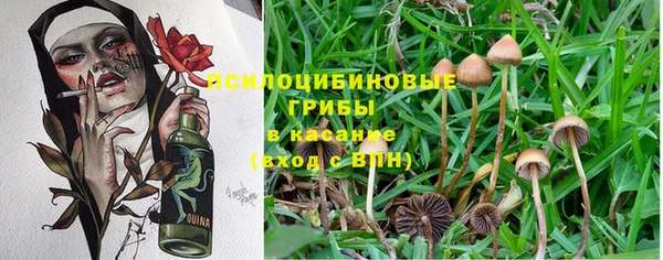 прущие грибы Балахна