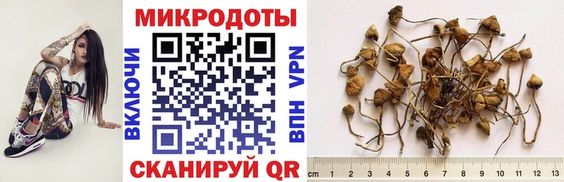 где можно купить   Таштагол  Псилоцибиновые грибы Psilocybe 